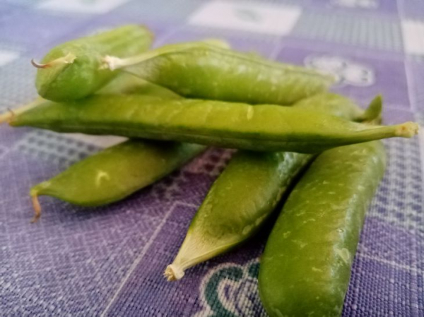 Какие 5 продуктов питания помогут защититься от чувства голода: рекомендации диетологов