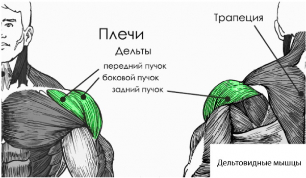 Жим Арнольда с гантелями сидя, стоя. Техника выполнения