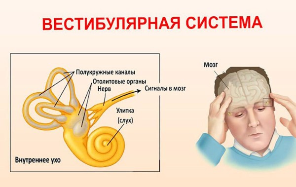 Спорт в жизни человека. Значение, роль физической культуры на организм