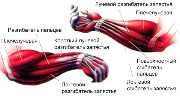 Эспандер кистевой. Польза, для чего, упражнения