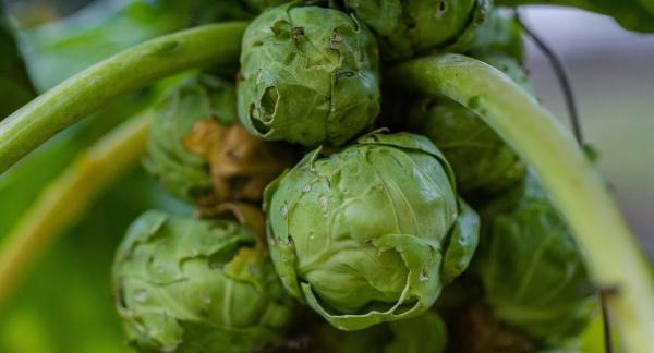 Брюссельская капуста: чем полезна и как вкусно приготовить ее при похудении (рецепты)