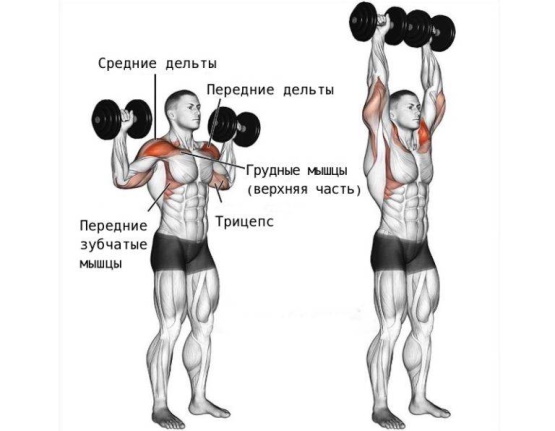 Жим Арнольда с гантелями сидя, стоя. Техника выполнения
